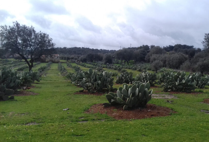 Fertilização da cultura da figueira-da-índia