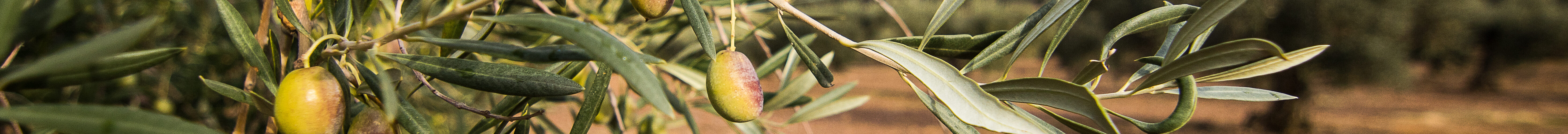 Há uma iniciativa que pretende impulsionar a produtividade do olival