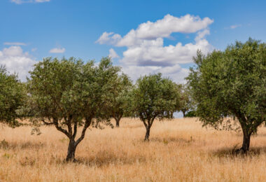 “A fileira do olival e do azeite é um dos principais setores da economia agrícola nacional”
