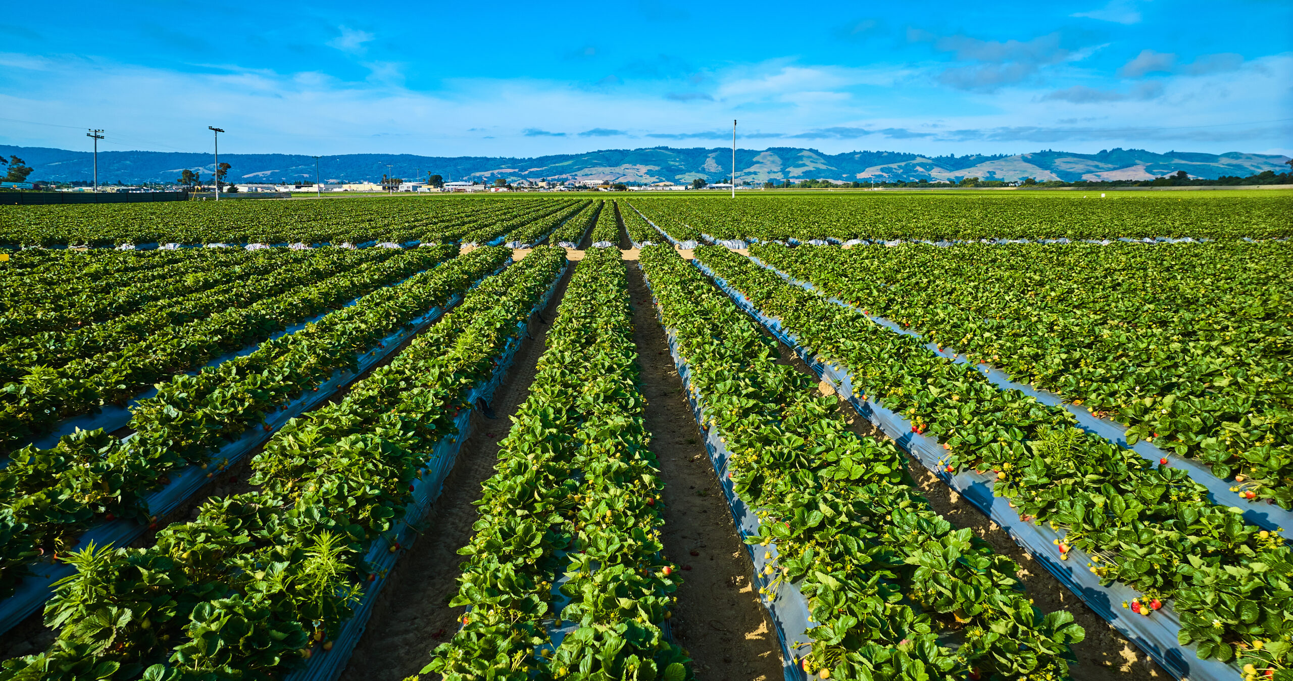 Conheça o programa de melhoramento genético da cultura do morangueiro