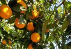 Citrinos do Algarve lançam plano de internacionalização até 2026