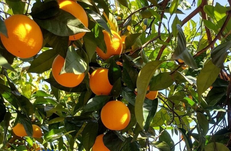 Citrinos do Algarve lançam plano de internacionalização até 2026