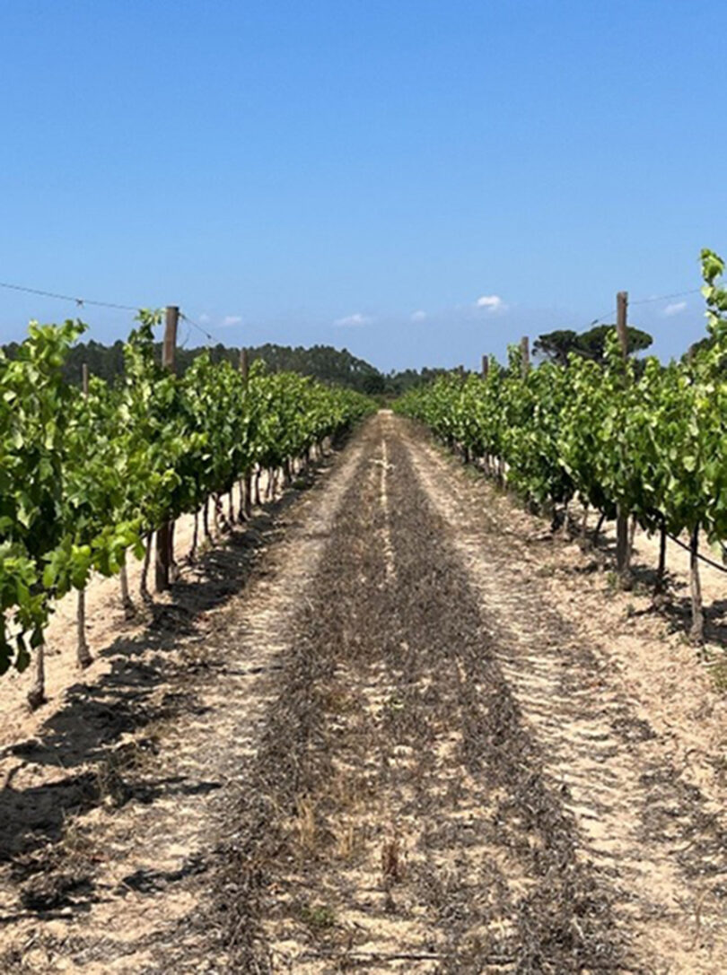 A gestão do risco climático no setor vitivinícola