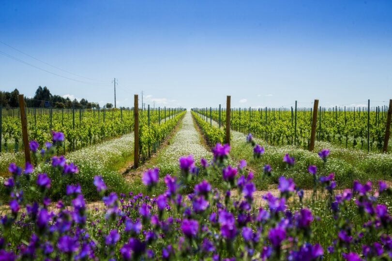 Mais de 35% dos vinhos do Alentejo são produzidos de forma mais sustentável