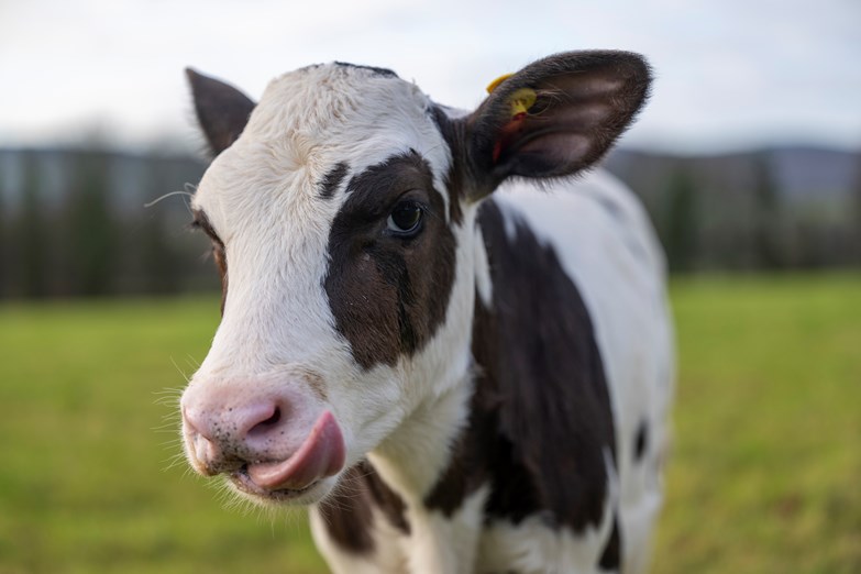 Nasceu a primeira vaca geneticamente modificada para emitir menos metano