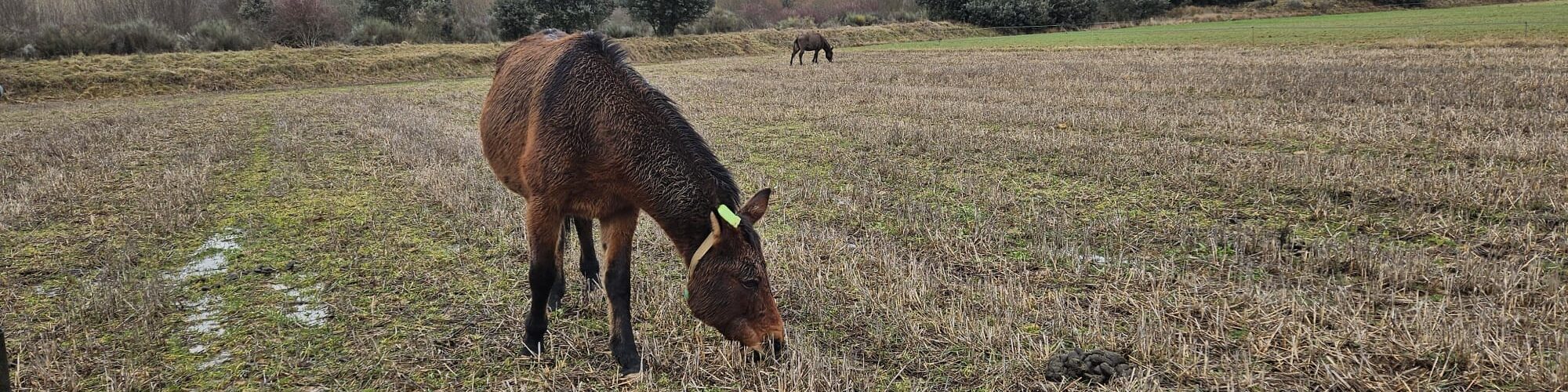 Projeto em Trás-os-Montes vai utilizar burros para prevenir incêndios