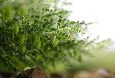 Associações apela à implementação de uma estratégia nacional para o consumo de leguminosas