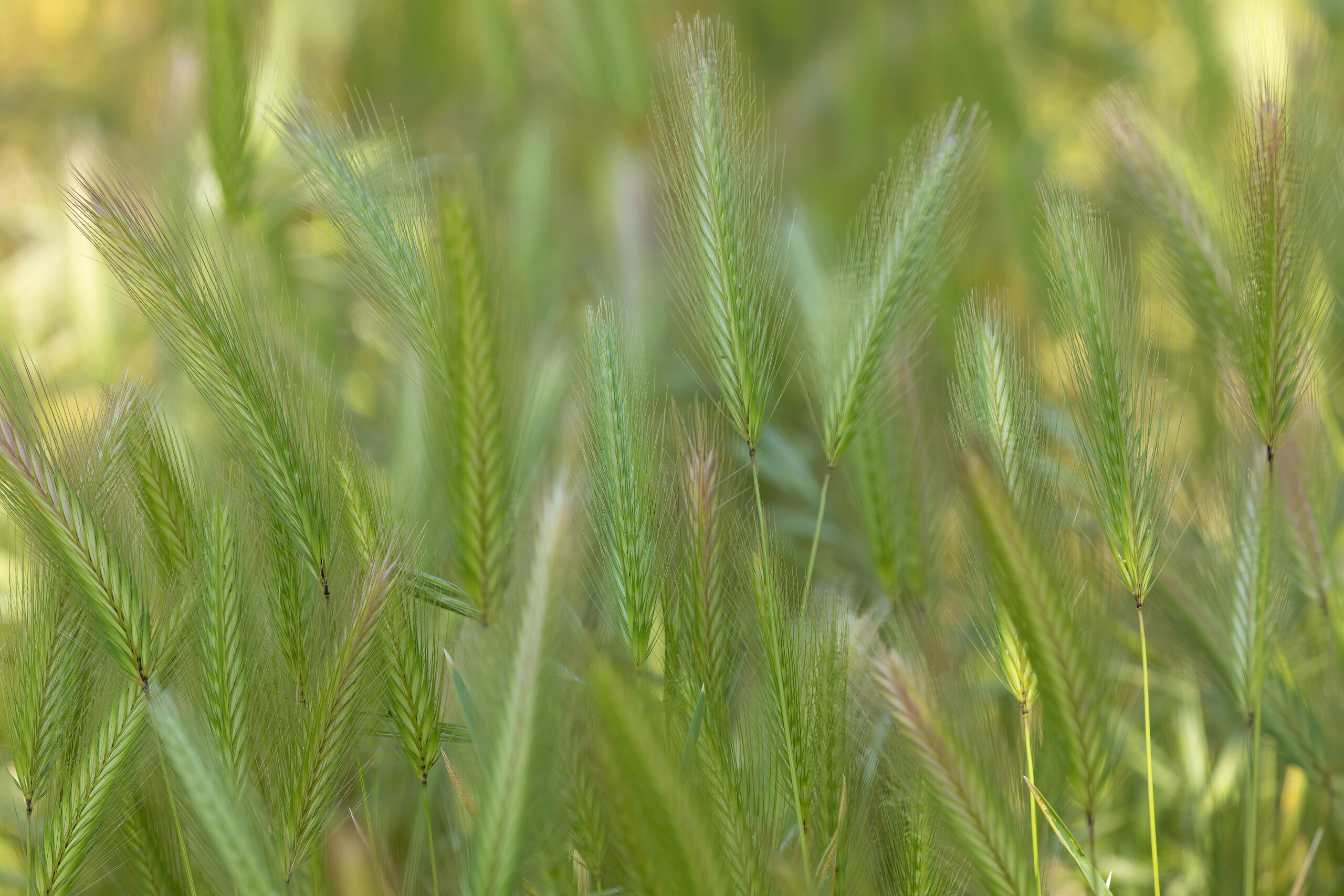 Genoma de cevada silvestre revela potencial para agricultura em solos salinos e alcalinos