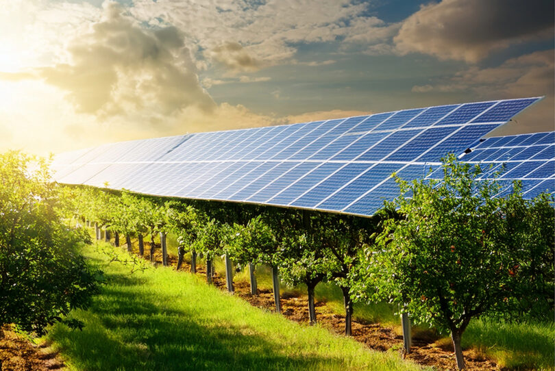 Agrofotovoltaico ou a fruticultura do futuro