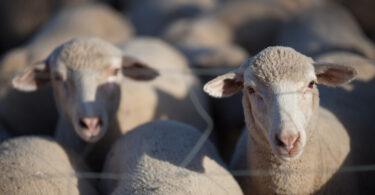 Calor afeta a reprodução de ovelhas, revelou estudo espanhol