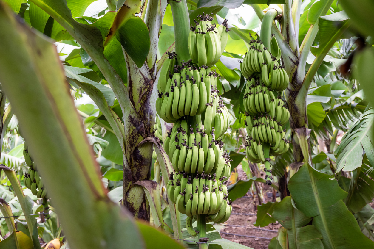 Cientistas descobrem nova técnica de edição genética que pode transformar o cultivo da banana