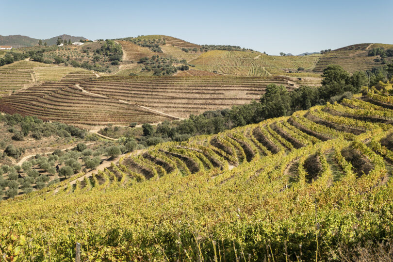 Douro 2.0: onde robôs e videiras reinventam o vinho