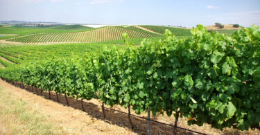 Viticultura: Adaptação do Alentejo às alterações climáticas é exemplo mundial para outras regiões