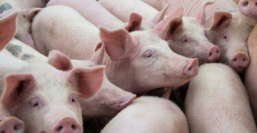 Surtos de febre aftosa levam FAO a emitir alerta e recomendar medidas urgentes