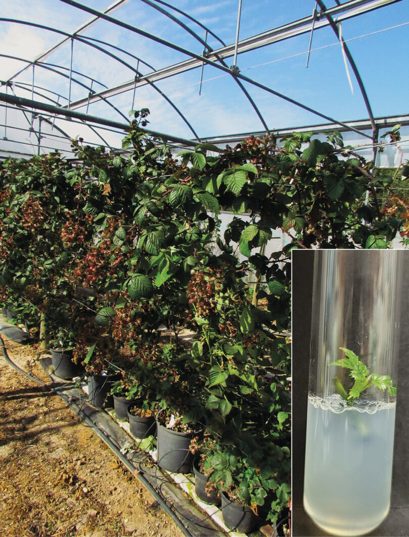 Estabelecimento in vitro de espécies de amora silvestre e framboesa preta