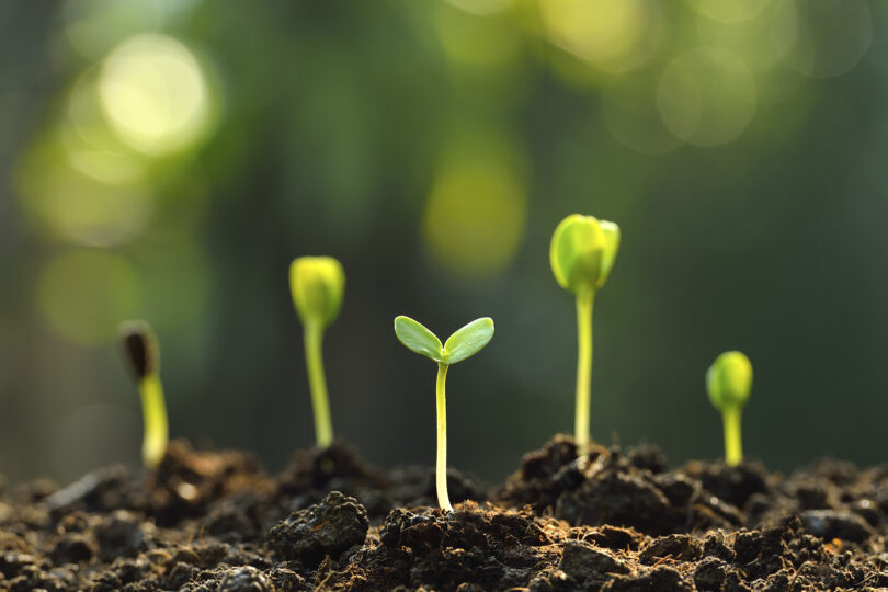 “Queremos perceber o que é que as plantas sentem”