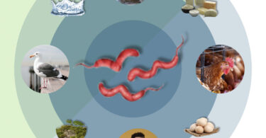 Campylobacter na produção primária: Um desafio para a segurança alimentar