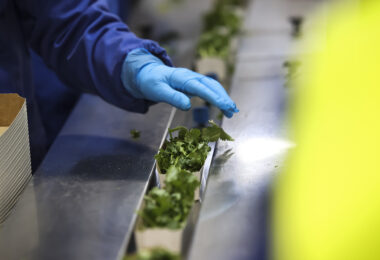 Lavar, pesar, embalar: a rotina de precisão da Vitacress