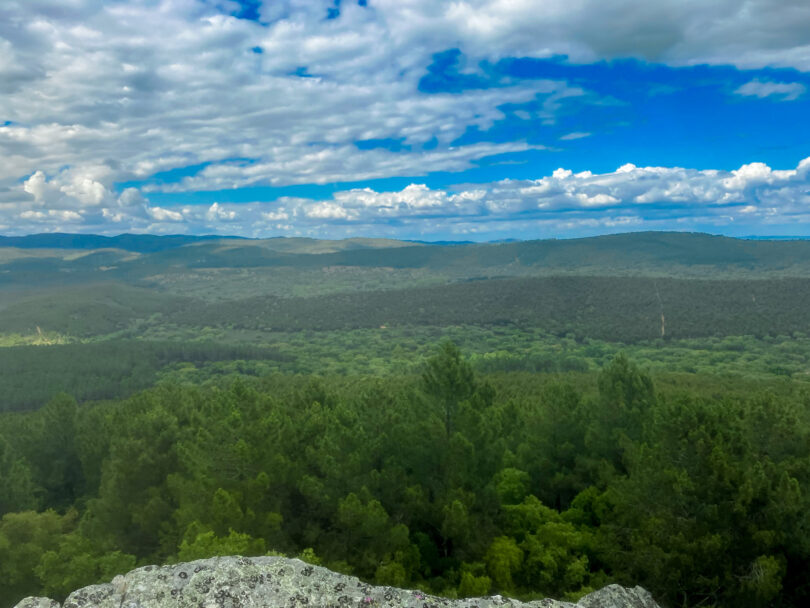 DS Smith vende 870 hectares de floresta sustentável em Portugal