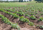 Investigadores do Equador testam o uso de casca de tangerina contra pragas na batata