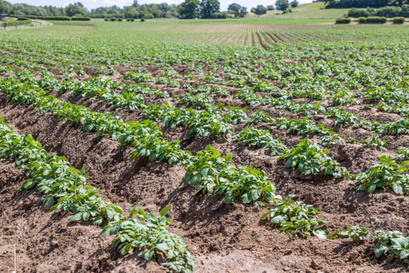 Investigadores do Equador testam o uso de casca de tangerina contra pragas na batata