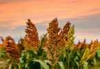 Investigadores desenvolvem modelo genético que prevê características do sorgo