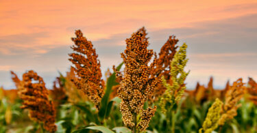 Investigadores desenvolvem modelo genético que prevê características do sorgo