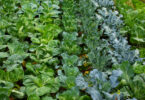 Alterações climáticas reduzem valor nutricional das culturas alimentares, revela investigação