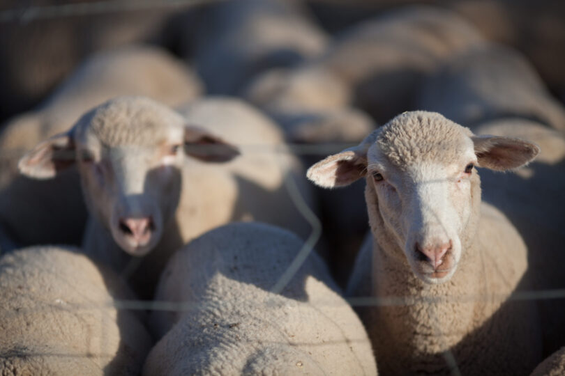 Agricultores do Baixo Alentejo exigem medidas urgentes contra o vírus da Língua Azul