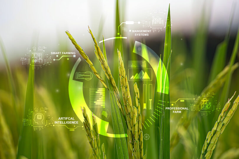 Investigadores apostam em IA para reforçar sistema imunitário das plantas contra bactérias