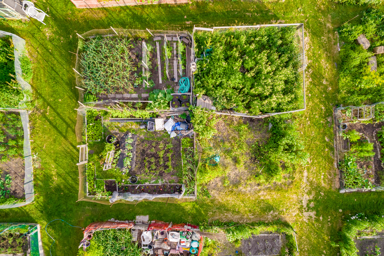 Permacultura ganha tração como alternativa à agricultura tradicional