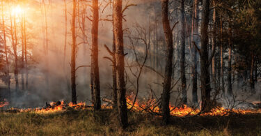 Incêndios agravam crise na pecuária e ameaçam alimentação animal, alerta FENAPECUÁRIA