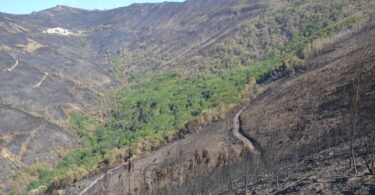 Portugal registou até 31 de agosto de 2025 o quarto pior ano em área ardida desde 1996, com 254.296 hectares consumidos pelo fogo, segundo o 5.º relatório provisório de incêndios rurais do Instituto da Conservação da Natureza e das Florestas (ICNF), um valor já superior ao do mesmo período de 2017.
