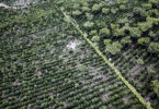 Nespresso vai lançar café produzido a partir de agricultura regenerativa