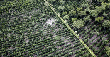 Nespresso vai lançar café produzido a partir de agricultura regenerativa