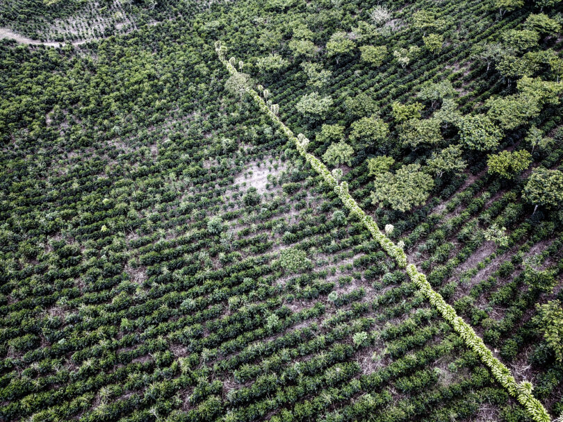 Nespresso vai lançar café produzido a partir de agricultura regenerativa