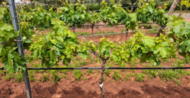 Grapevine Pinot Gris Virus (Trichovirus pinovitis) – uma nova ameaça para a viticultura?