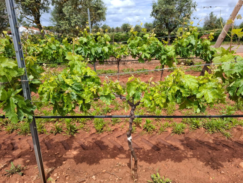 Grapevine Pinot Gris Virus (Trichovirus pinovitis) – uma nova ameaça para a viticultura?
