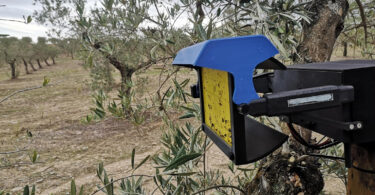 Armadilhas inteligentes revolucionam monitorização no olival