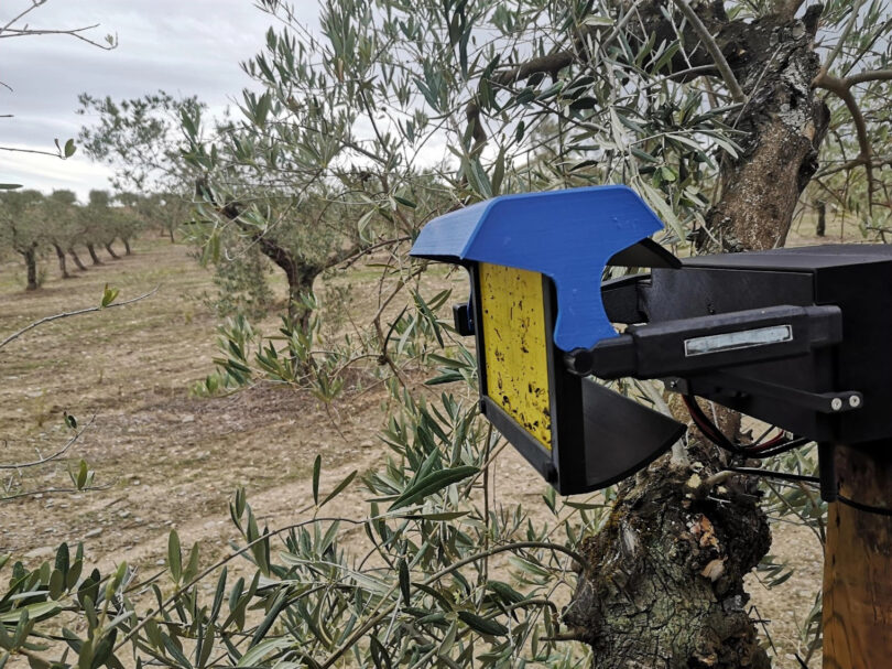 Armadilhas inteligentes revolucionam monitorização no olival