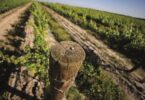 CarmoFarm reforça aposta em Itália com novos produtos e equipa