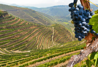 Governo aprova plano para garantir sustentabilidade do setor vitivinícola do Douro