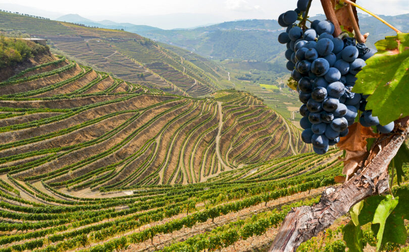 Governo aprova plano para garantir sustentabilidade do setor vitivinícola do Douro