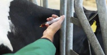 Monitorização de fármacos em produção animal