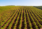 Estudo revela papel estratégico da agricultura na economia do Algarve