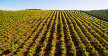 Estudo revela papel estratégico da agricultura na economia do Algarve