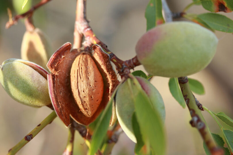 UE importou 6 mil milhões de euros em frutos secos em 2024. EUA lideram fornecimento