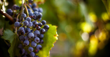 Produção de vinho na UE cresce ligeiramente, mas Portugal regista queda de 11%