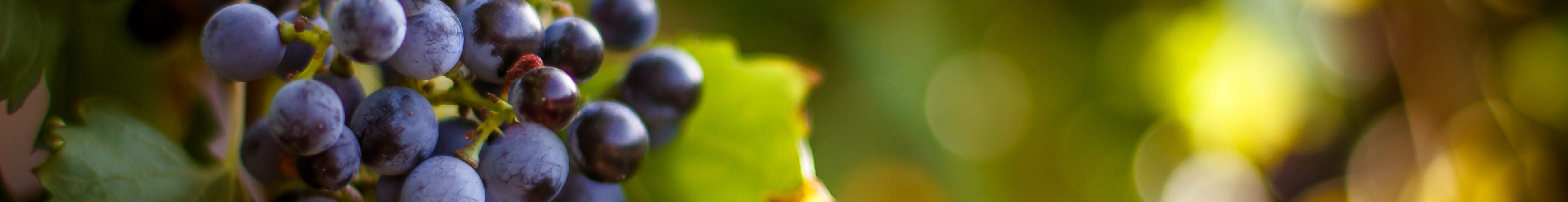 Produção de vinho na UE cresce ligeiramente, mas Portugal regista queda de 11%