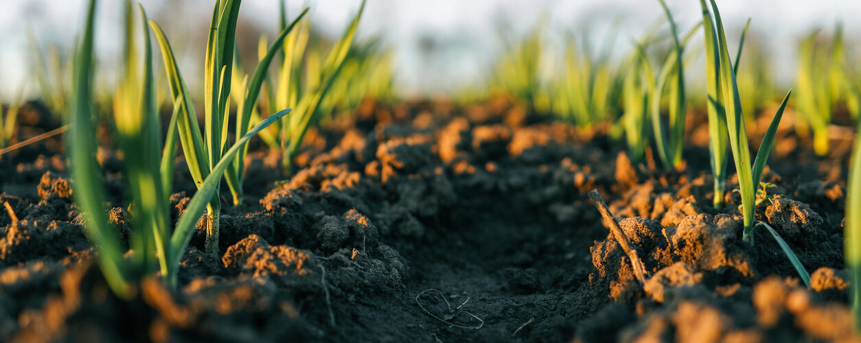 Segurança alimentar e sustentabilidade: O solo como ponto de partida para políticas mais eficazes